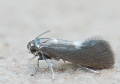 Heliozela sp.